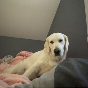 Meet your Posher, Maya
